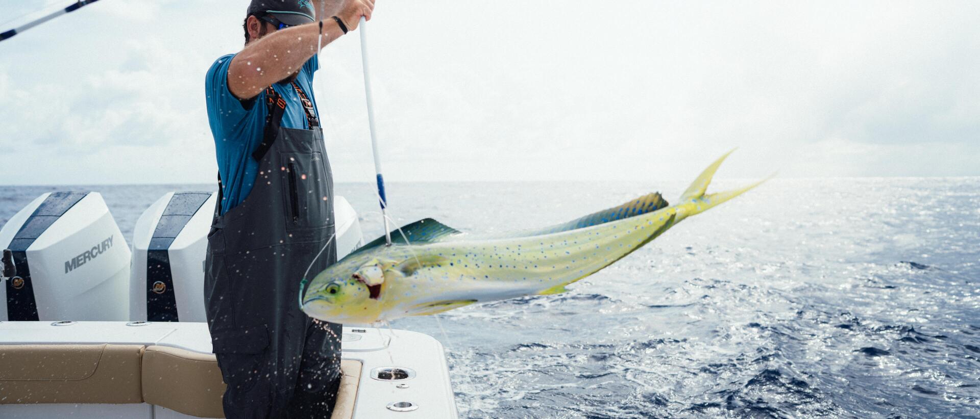 Angler aboard a sport fishing boat hoists a large mahi-mahi caught offshore during a blue marlin tournament