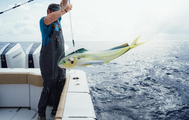 Angler aboard a sport fishing boat hoists a large mahi-mahi caught offshore during a blue marlin tournament